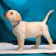 Reinrassiger 3  Labrador Retriever Welpe